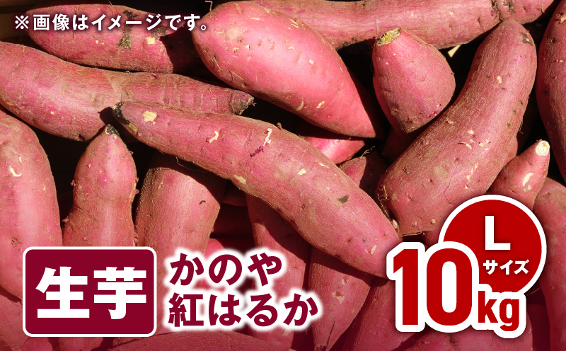 1676 かのや紅はるか 生芋Lサイズ 10kg　KN011-003-02