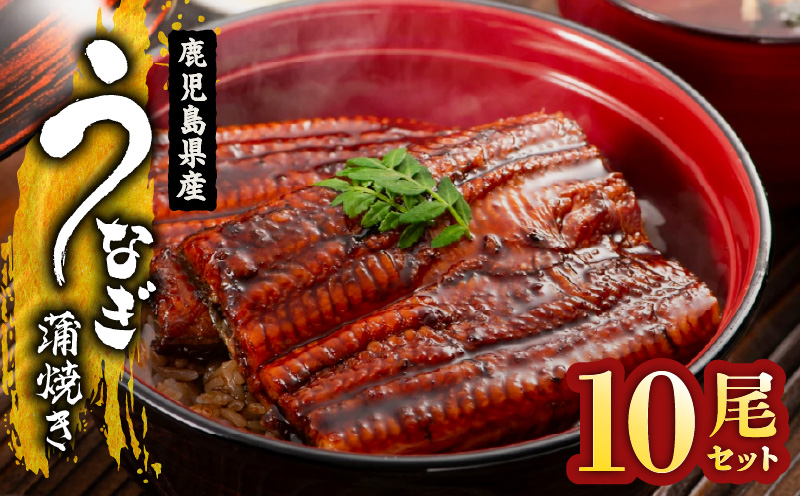 2125 鹿児島県産 うなぎ蒲焼き 10尾　KN058-002-10