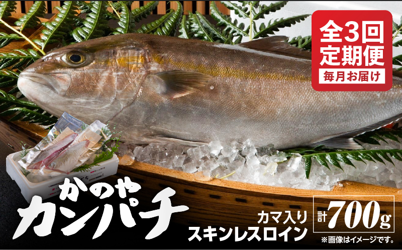 2154 【全3回定期便/毎月お届け】かのやカンパチ スキンレスロイン（カマ入） 計700g　KN001-T02