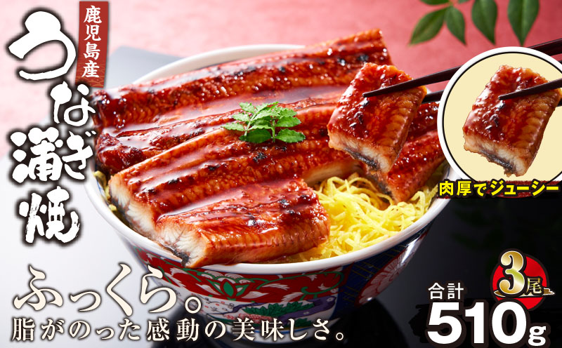 2443 鹿児島産うなぎ 合計510g（170g×3尾）　KN021-014-03