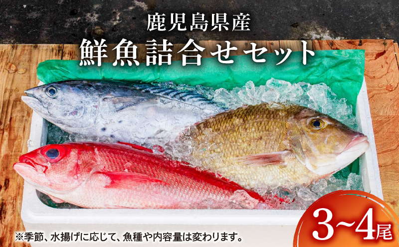 2530 鹿児島県産鮮魚詰合せセット（3～4尾）　KN025-004-01