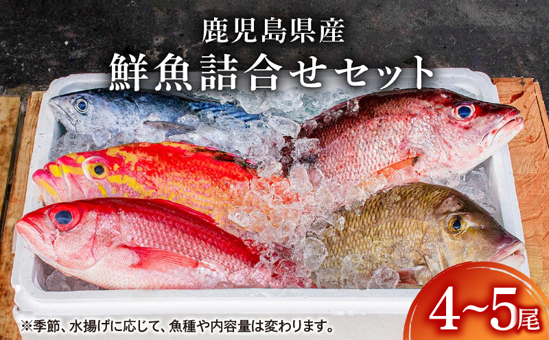 2531 鹿児島県産鮮魚詰合せセット（4～5尾）　KN025-004-02
