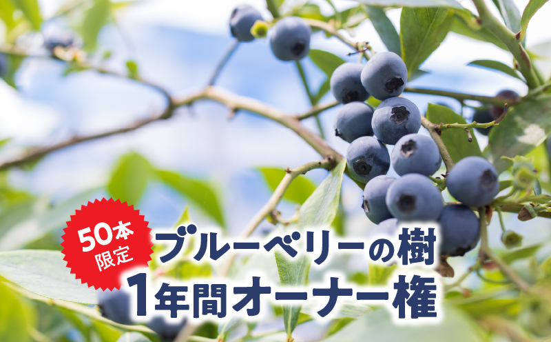 2855 鹿児島県鹿屋市 無農薬ブルーベリーの樹1年間オーナー権（50本限定）　KN026-016