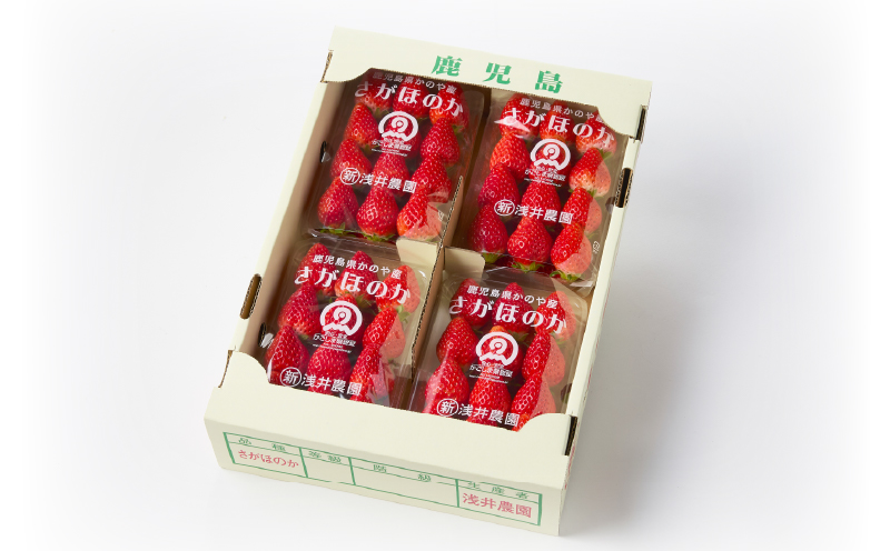 2888-1 K-GAP取得 鹿児島県かのや産いちご さがほのか（300g×4パック）　KN114-001-01