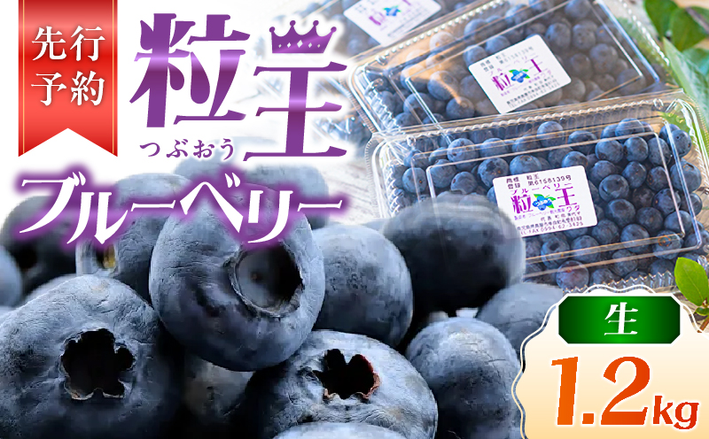 【先行予約】1217-1 粒王 生ブルーベリー 1.2kg（400g×3P）　KN030-002-01