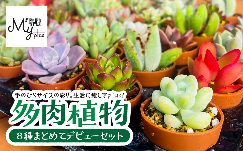 多肉植物デビューセット　KN169-001