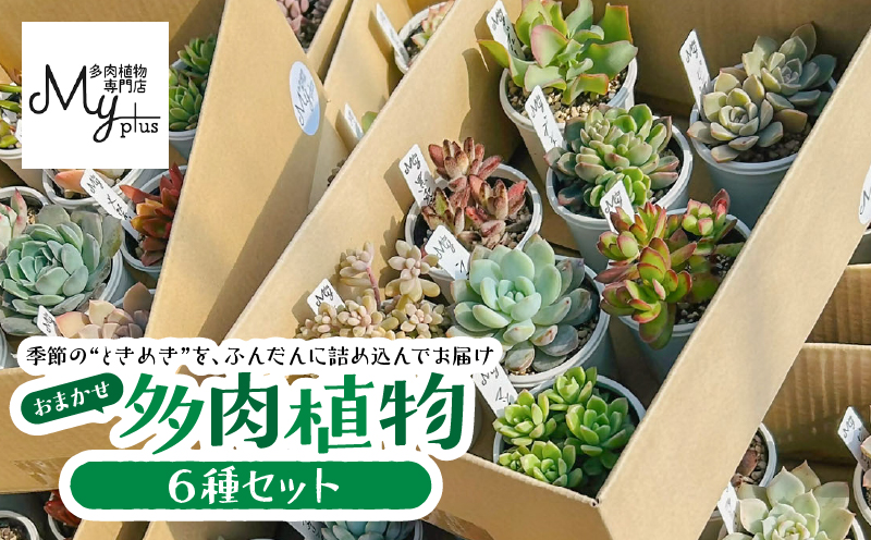 おまかせ多肉植物アソート【6種】　KN169-002-02