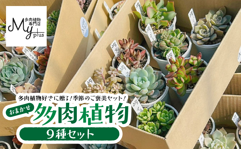 おまかせ多肉植物アソート【9種】　KN169-002-03