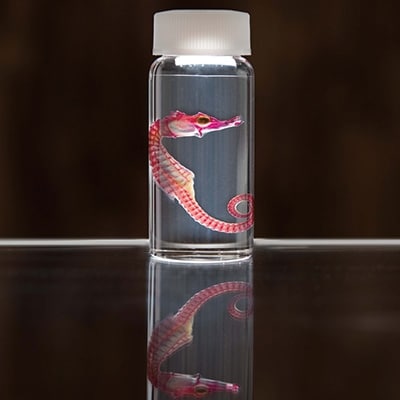 透明骨格標本 【タツノオトシゴ】 C0-38【配送不可地域：離島】