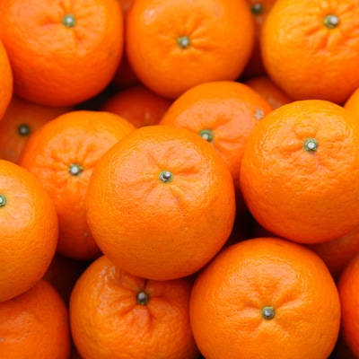 【数量限定】鹿児島県枕崎産 山下農園のこだわりたんかんA8-104【配送不可地域：離島】