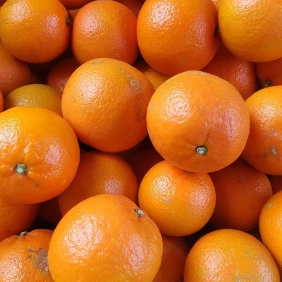 【訳あり】鹿児島県枕崎市産　濃厚完熟たんかん5kg A8-6【配送不可地域：離島】