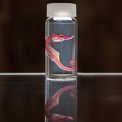 透明骨格標本 【タツノオトシゴ】 C0-56【配送不可地域：離島】