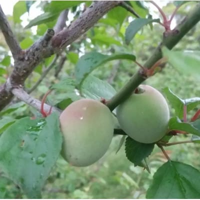 【のし付き・お中元】手づくり梅シロップ バタフライピーセット　A3-31C【配送不可地域：離島】