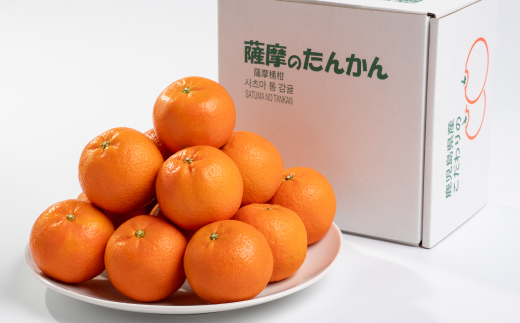【数量限定】鹿児島県枕崎産 山下農園の濃密こだわりたんかん A5-16【配送不可地域：離島】