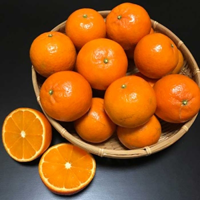 【数量限定】鹿児島県枕崎産 山下農園の濃密こだわりたんかん 4.5Kg　B2-3【配送不可地域：離島】