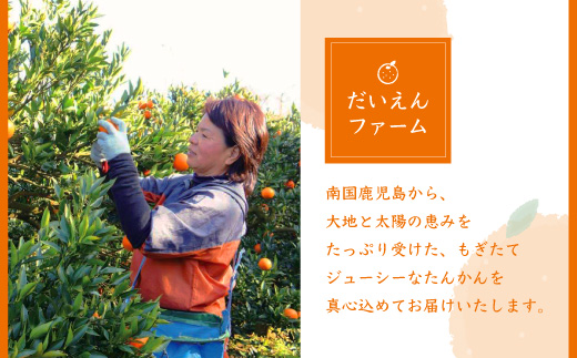 【2Lサイズ 】南国特産もぎたて たんかん 5kg【先行受付】2月下旬より順次発送 A8-122【配送不可地域：離島】