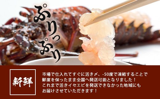 枕崎港水揚げ!　活〆冷凍 【伊勢海老】 2～4匹 計約2.2kg E0-14【配送不可地域：離島】