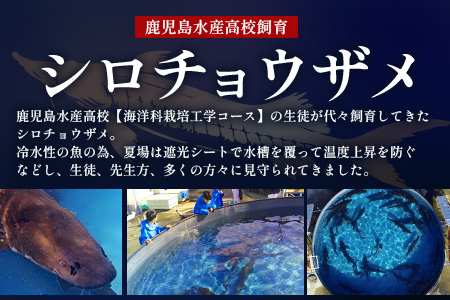 【数量限定】薩摩黒キャビア黒珠玉 鹿児島水産高校 枕崎キャビア【木箱入り】【20g×1箱】 C3-2【配送不可地域：離島】