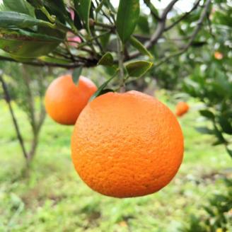 【訳あり】鹿児島県枕崎市産　濃厚完熟たんかん5kg A8-6【配送不可地域：離島】