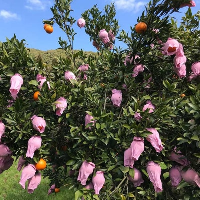 【数量限定】鹿児島県枕崎産 山下農園のこだわりたんかんA8-104【配送不可地域：離島】