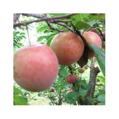 【母の日】果実たっぷり　手づくりジャムセットB　A3-29M【配送不可地域：離島】