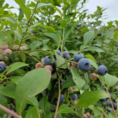 【母の日】果実たっぷり手づくりジャムセットC　A3-30M【配送不可地域：離島】