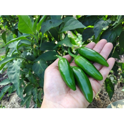 【母の日】手づくり調味セット　Z0-10M【配送不可地域：離島】