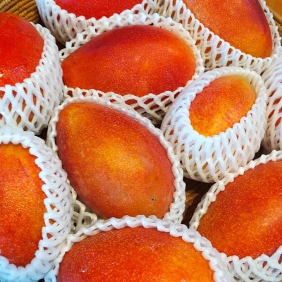 鹿児島県枕崎市産　完熟マンゴー　1kg程度 A8-96【配送不可地域：離島】