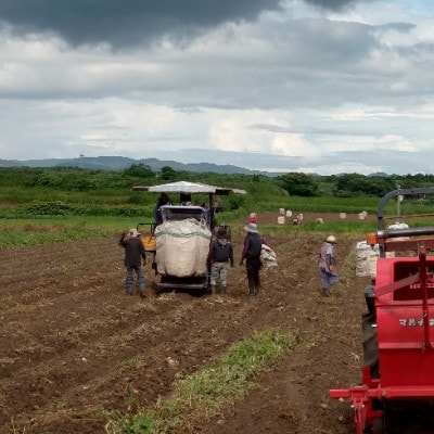 【本格焼酎】きばいやんせ【鹿児島限定】 900ml×3本 A5-6【配送不可地域：離島】