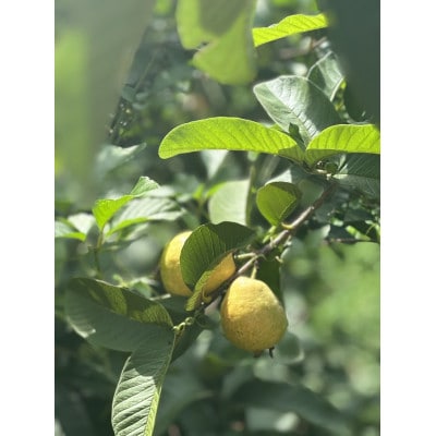 南国グアバとすっきり柑橘の爽やかカクテルシロップ 【グアバ柑橘シロップ】 A3-385【配送不可地域：離島】