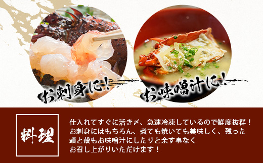 枕崎港水揚げ!　活〆冷凍 【伊勢海老】 2～4匹 計約2.2kg E0-14【配送不可地域：離島】