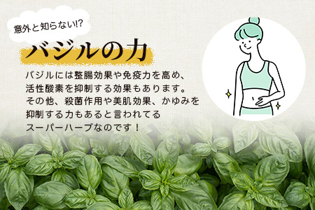 発酵ジェノベーゼソース(150g×3個)】【鹿児島県枕崎産 バジル使用】A5-13【配送不可地域：離島】