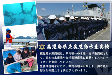 【数量限定】薩摩黒キャビア黒珠玉 鹿児島水産高校 枕崎キャビア【木箱入り】【20g×1箱】 C3-2【配送不可地域：離島】