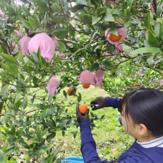 【訳あり】鹿児島県枕崎市産　濃厚完熟たんかん5kg A8-6【配送不可地域：離島】
