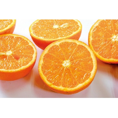 【訳あり】南国特産もぎたてフルーツ たんかん10kg【先行受付】2月下旬より順次発送 B2-14【配送不可地域：離島】