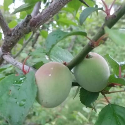 【父の日】日本ミツバチの生蜂蜜・梅シロップ・ジャム2種・バタフライピー A8-5F【配送不可地域：離島】