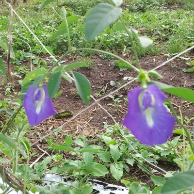 【のし付き・お中元】手づくり梅シロップ バタフライピーセット　A3-31C【配送不可地域：離島】