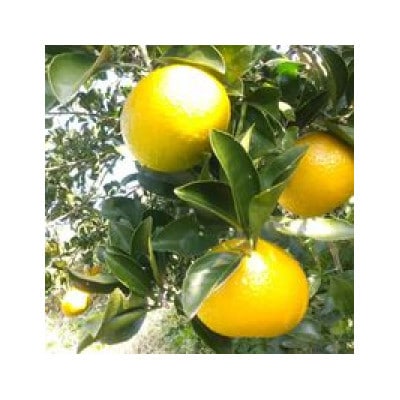 【敬老の日】果実たっぷり手づくりジャムセットC　A3-30K【配送不可地域：離島】