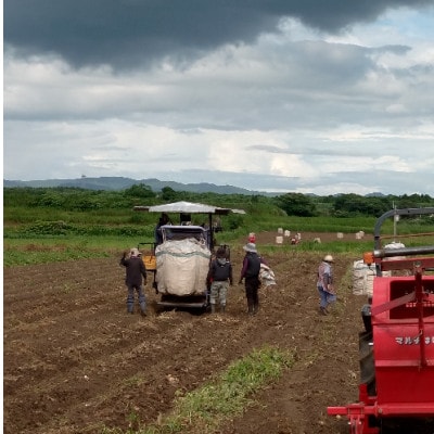 【本格焼酎】枕崎・黄金萬貫【薩摩酒造の逸品とこだわりの焼酎】720ml/900ml】A6-134【配送不可地域：離島】