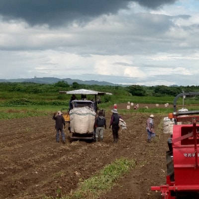 【本格焼酎】彩響・さくら白波【ソーダ割りが美味しい焼酎 900ml×2本】A3-349【配送不可地域：離島】