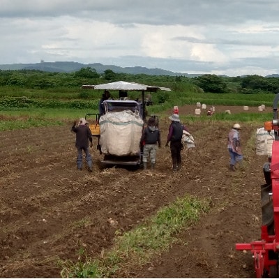 本格芋焼酎【明治の正中(しょうちゅう)】復刻版 どんぶり仕込み 720ml×1本 A2-28【配送不可地域：離島】