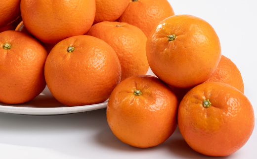 【数量限定】鹿児島県枕崎産 山下農園の濃密こだわりたんかん A5-16【配送不可地域：離島】