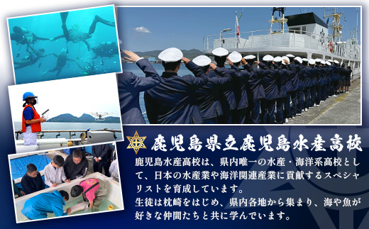 【毎月定期便】水産高校生考案 枕崎かつおラーメン 12袋×2人前 GG5-0016全6回【配送不可地域：離島】