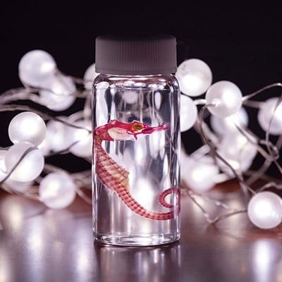 透明骨格標本 【タツノオトシゴ】 C0-38【配送不可地域：離島】