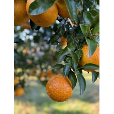 不知火 計5kg 鹿児島県枕崎市産　ご家庭用 A6-175