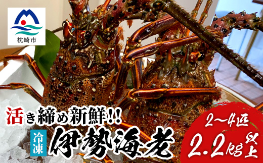 枕崎港水揚げ!　活〆冷凍 【伊勢海老】 2～4匹 計約2.2kg E0-14【配送不可地域：離島】