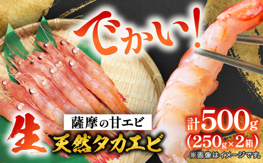 【薩摩の甘エビ】大きいサイズ　天然タカエビ500g　A1-10【配送不可地域：離島】