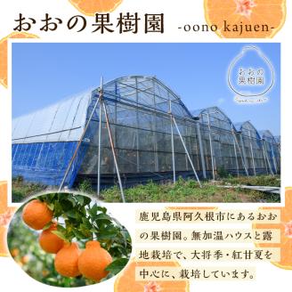 ＜2026年2月中旬以降順次発送予定＞数量限定！おおの果樹園の「大将季」(計3kg) 果物 フルーツ 果実 柑橘 ハウス栽培 無加温 みかん【おおの果樹園】akn087-03
