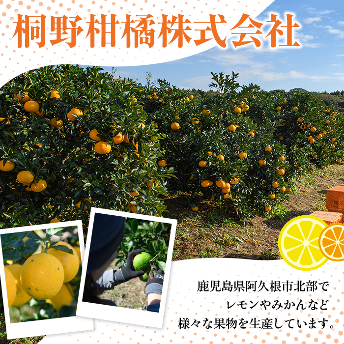 ＜2026年1月上旬以降順次発送＞数量限定！紅さわ香(10kg) 国産 鹿児島県 阿久根市 果実 果物 フルーツ 柑橘 紅甘夏 みかん ミカン 期間限定 数量限定【桐野柑橘株式会社】akn070-03