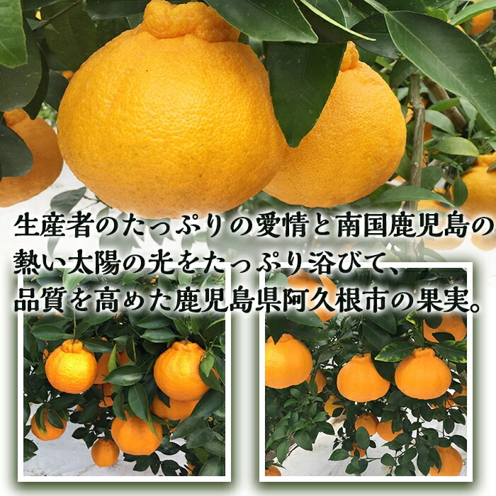＜2026年3月以降順次発送予定＞鹿児島県産！露地デコポン(約5kg・15～24玉) 果物 冬 春 柑橘 みかん 蜜柑 フルーツ 期間限定 数量限定【鹿児島いずみ農業協同組合】akn018-10